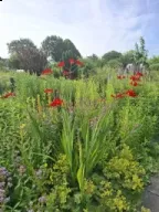 Rode bloemetjes